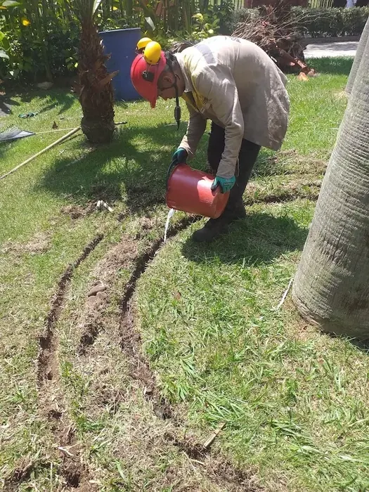 Aplicación de tratamiento fitosanitario · Tratamiento fitosanitario, Colombia Agroforestal