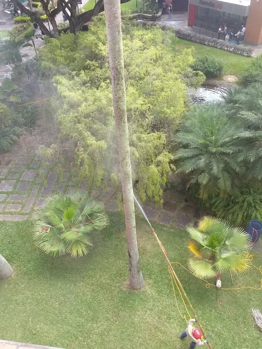 Aplicación de tratamiento fitosanitario · Tratamiento fitosanitario, Colombia Agroforestal