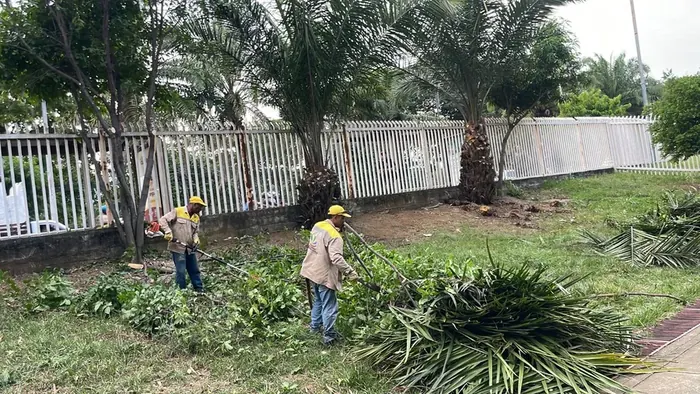 Tala técnica de árboles · Tala de árboles, Colombia Agroforestal