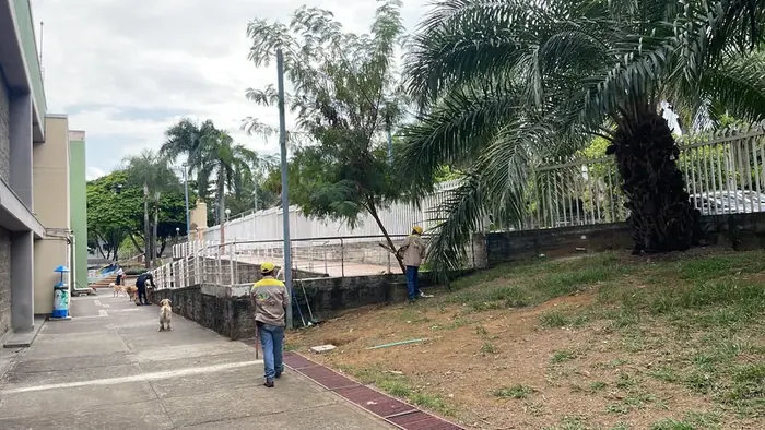 Tala técnica de árboles · Tala de árboles, Colombia Agroforestal