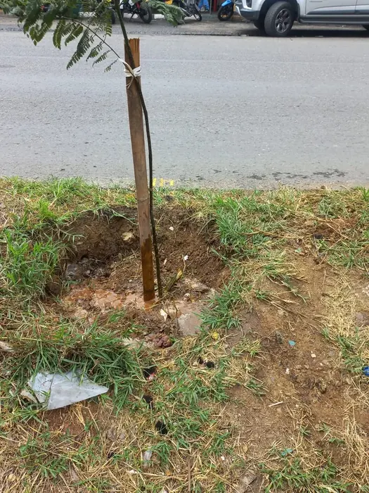 Mantenimiento y compensación forestal · Mantenimiento y compensación, Colombia Agroforestal