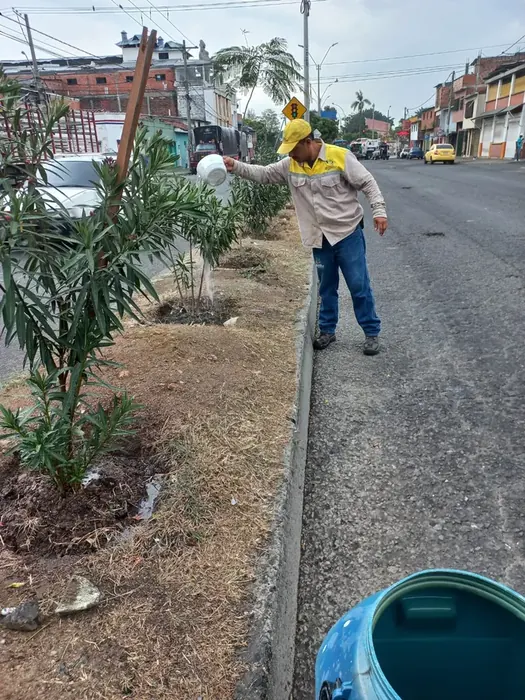 Mantenimiento y compensación forestal · Mantenimiento y compensación, Colombia Agroforestal
