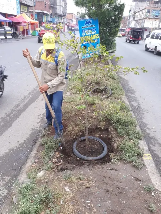 Mantenimiento y compensación forestal · Mantenimiento y compensación, Colombia Agroforestal