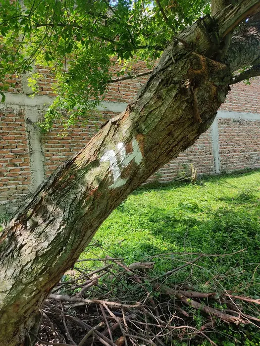 Inventario y censo arbóreo en campo · Inventario forestal, Colombia Agroforestal