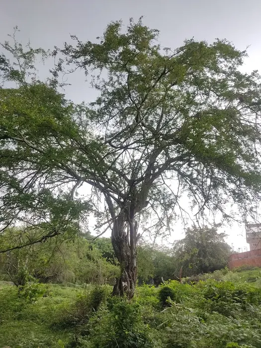 Inventario y censo arbóreo en campo · Inventario forestal, Colombia Agroforestal