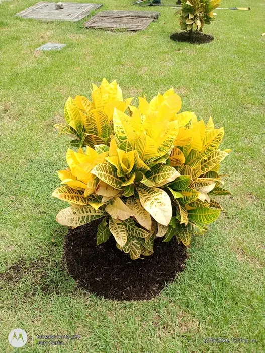 Mantenimiento de jardines y zonas verdes · Mantenimiento de jardines, Colombia Agroforestal