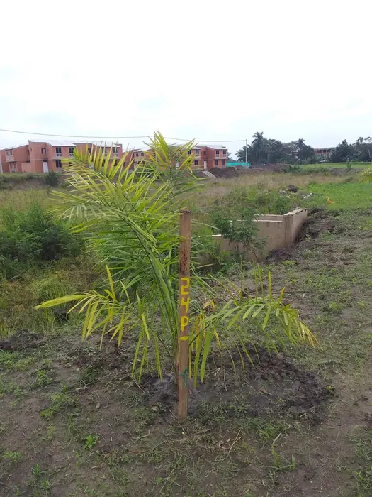 Siembra de árboles y palmas · Siembra de árboles y palmas, Colombia Agroforestal