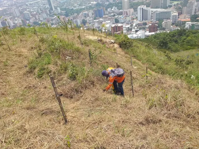 Siembra de árboles y palmas · Siembra de árboles y palmas, Colombia Agroforestal
