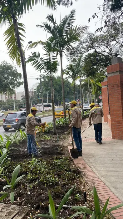 Traslado de árboles y palmas con maquinaria · Traslados de árboles, Colombia Agroforestal