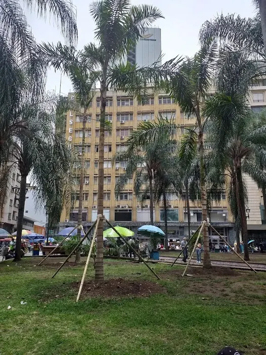 Traslado de árboles y palmas con maquinaria · Traslados de árboles, Colombia Agroforestal