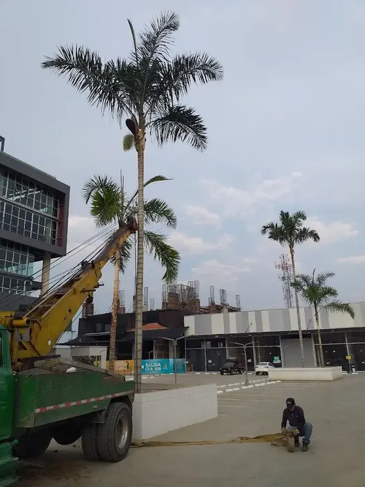 Traslado de árboles y palmas con maquinaria · Traslados de árboles, Colombia Agroforestal
