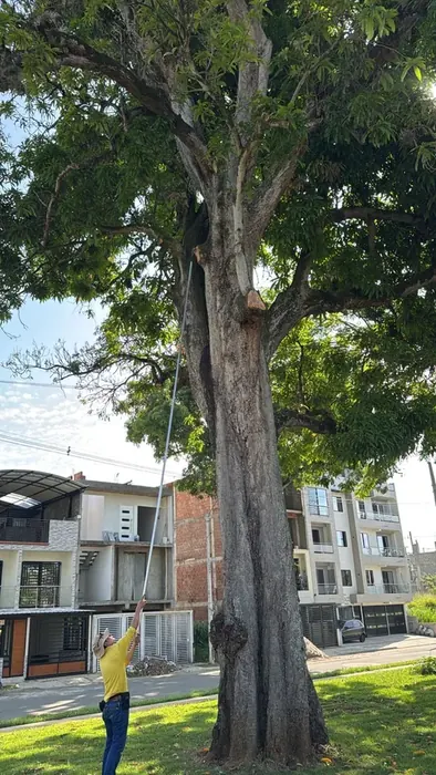 Cicatrización y cuidado fitosanitario · Cicatrización de árboles, Colombia Agroforestal