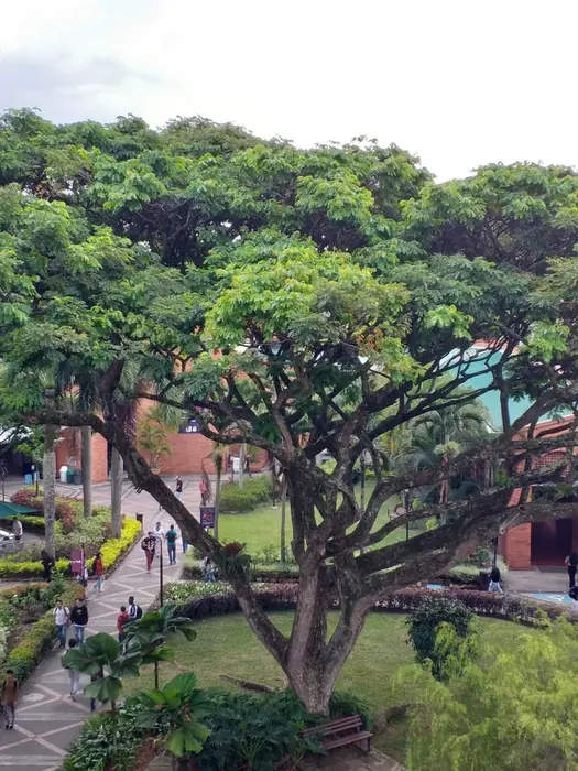 Poda aérea de árboles · Podas, Colombia Agroforestal