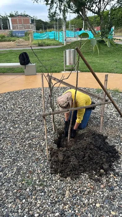 Siembra de árboles · Siembra, Colombia Agroforestal
