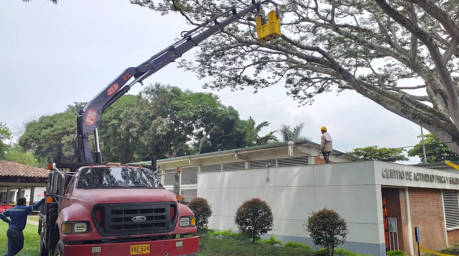 Poda aérea de árbol con grúa canasta, operación forestal en campo