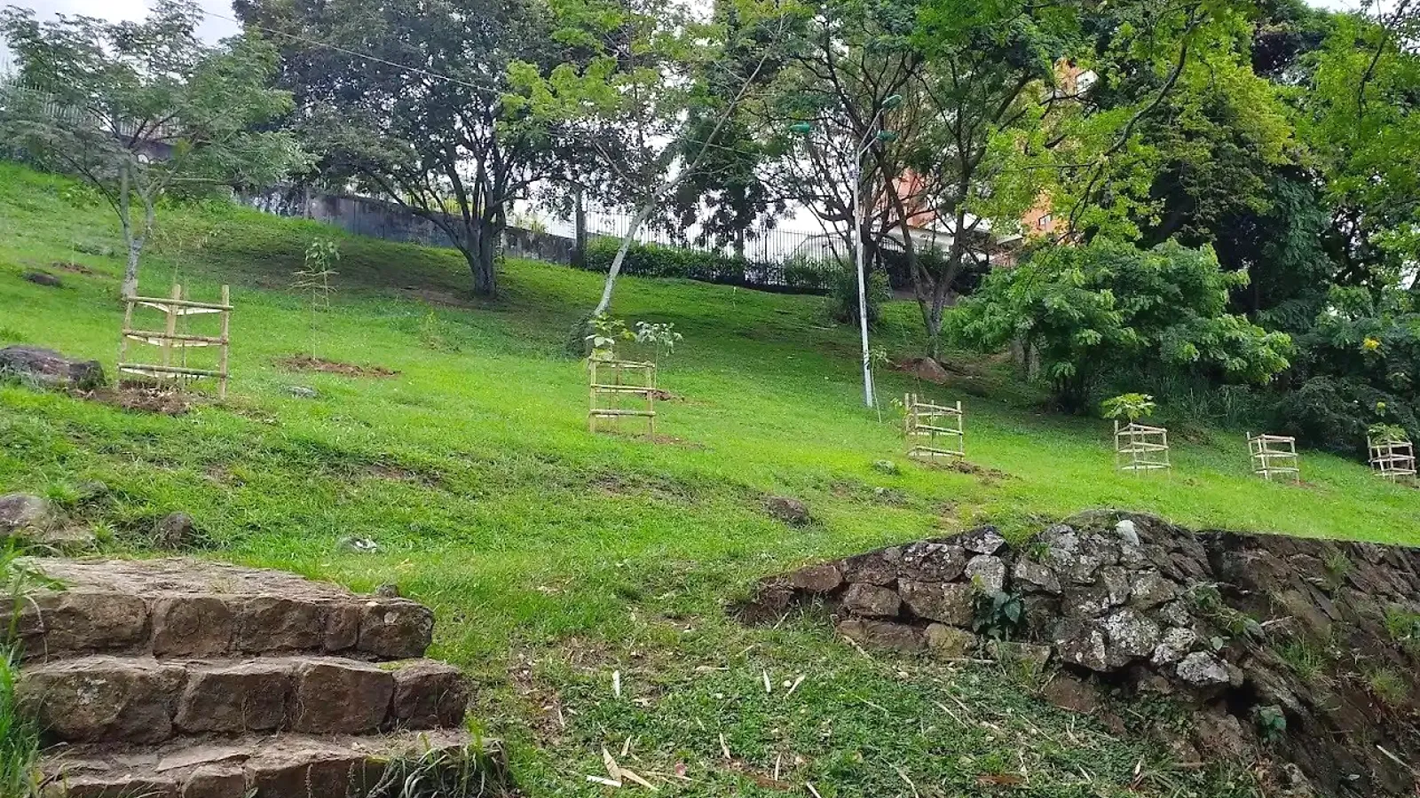Siembra de árboles nativos con tutores de guadua en ladera, reforestación
